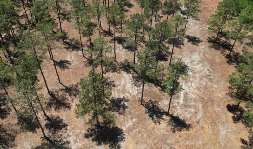 Photo #17 of Off of Dowd Dairy Rd, White Oak, NC 8.4 acres