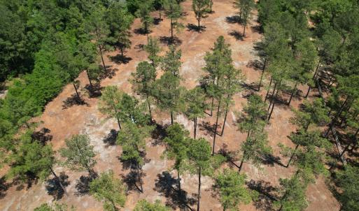 Photo #20 of Off of Dowd Dairy Rd, White Oak, NC 8.4 acres