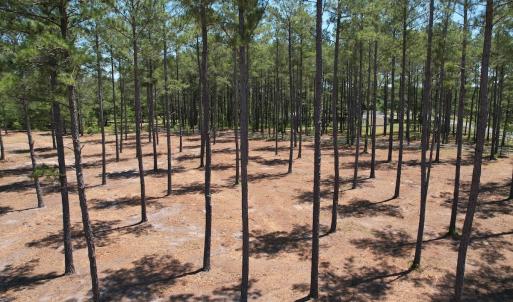 Photo #21 of Off of Dowd Dairy Rd, White Oak, NC 8.4 acres