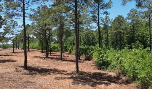Photo #24 of Off of Dowd Dairy Rd, White Oak, NC 8.4 acres