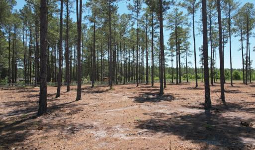 Photo #26 of Off of Dowd Dairy Rd, White Oak, NC 8.4 acres