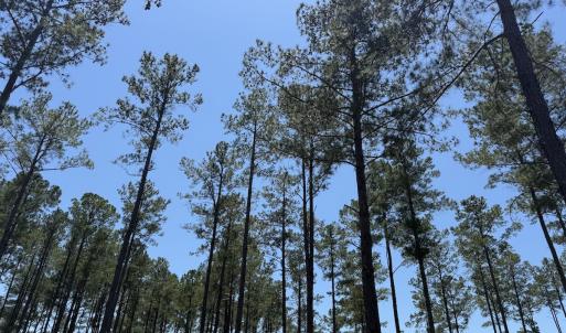 Photo #28 of Off of Dowd Dairy Rd, White Oak, NC 8.4 acres