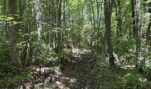Photo #36 of Off of Dowd Dairy Rd, White Oak, NC 8.4 acres