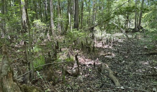 Photo #37 of Off of Dowd Dairy Rd, White Oak, NC 8.4 acres