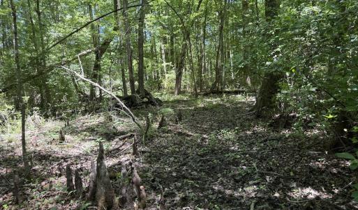 Photo #38 of Off of Dowd Dairy Rd, White Oak, NC 8.4 acres
