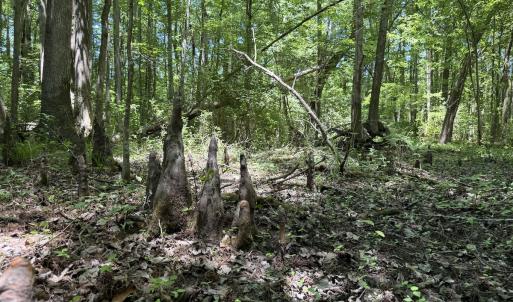Photo #39 of Off of Dowd Dairy Rd, White Oak, NC 8.4 acres