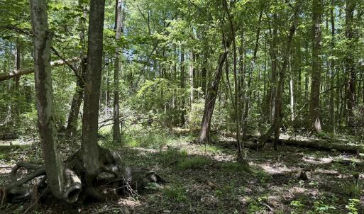 Photo #40 of Off of Dowd Dairy Rd, White Oak, NC 8.4 acres