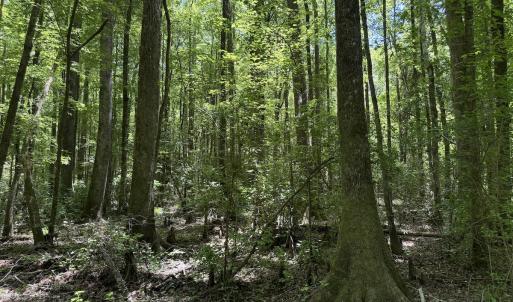 Photo #41 of Off of Dowd Dairy Rd, White Oak, NC 8.4 acres