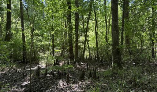 Photo #42 of Off of Dowd Dairy Rd, White Oak, NC 8.4 acres