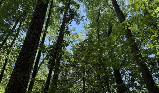 Photo #43 of Off of Dowd Dairy Rd, White Oak, NC 8.4 acres