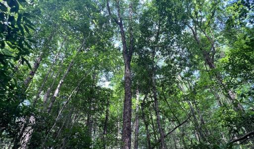 Photo #11 of Off of Ruby's Ln., Maysville, NC 5.3 acres