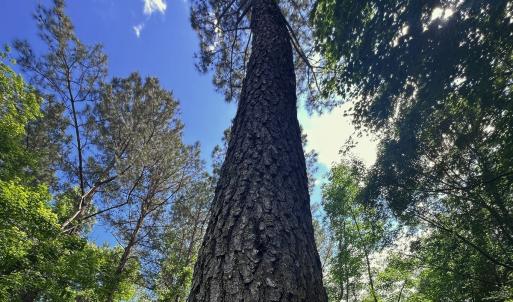 Photo #21 of Off of Ruby's Ln., Maysville, NC 5.3 acres