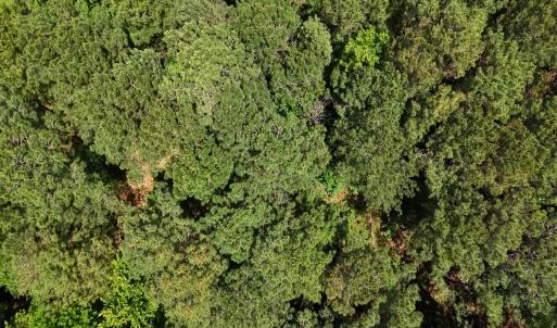Photo #24 of Off of Ruby's Ln., Maysville, NC 5.3 acres
