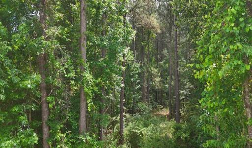 Photo #25 of Off of Ruby's Ln., Maysville, NC 5.3 acres