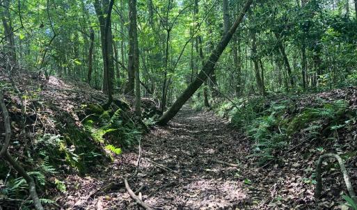 Photo #27 of Off of Ruby's Ln., Maysville, NC 5.3 acres