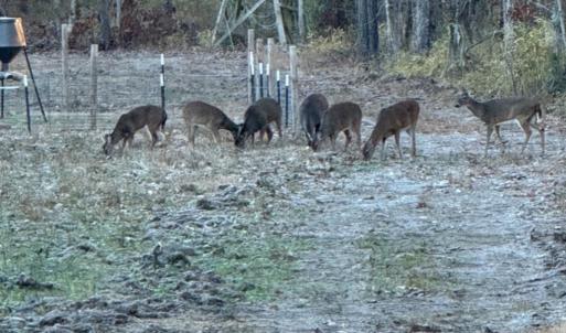Photo #12 of Off Indian Woods Road, Windsor, NC 17.6 acres