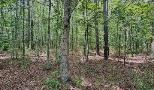 Photo #14 of Off Indian Woods Road, Windsor, NC 17.6 acres