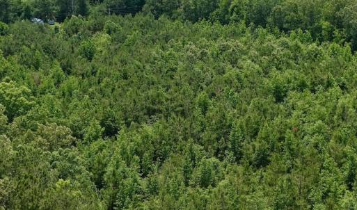 Photo #17 of Off Indian Woods Road, Windsor, NC 17.6 acres