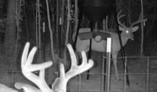 Photo #19 of Off Indian Woods Road, Windsor, NC 17.6 acres