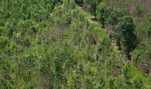 Photo #3 of Off Indian Woods Road, Windsor, NC 17.6 acres