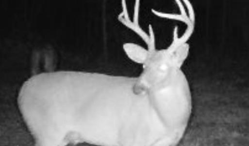 Photo #8 of Off Indian Woods Road, Windsor, NC 17.6 acres