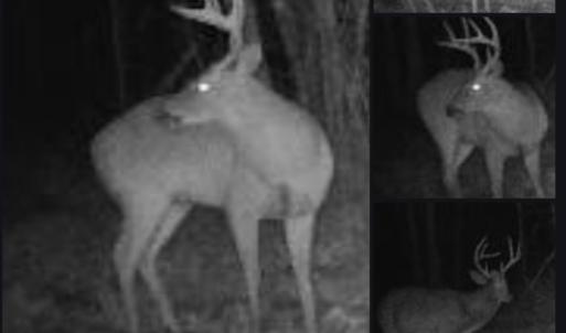 Photo #21 of Off Indian Woods Road, Windsor, NC 17.6 acres
