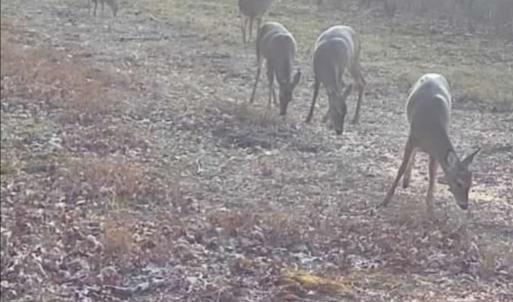 Photo #22 of Off Indian Woods Road, Windsor, NC 17.6 acres