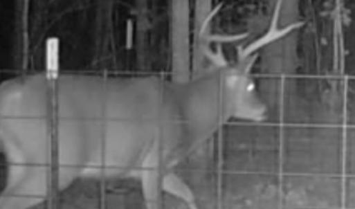 Photo #24 of Off Indian Woods Road, Windsor, NC 17.6 acres