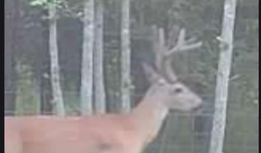 Photo #25 of Off Indian Woods Road, Windsor, NC 17.6 acres