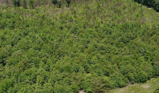 Photo #55 of Off Indian Woods Road, Windsor, NC 17.6 acres