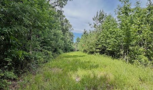 Photo #62 of Off Indian Woods Road, Windsor, NC 17.6 acres