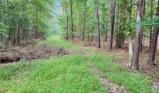 Photo #6 of Off of Republican RD, Windsor, NC 3.8 acres