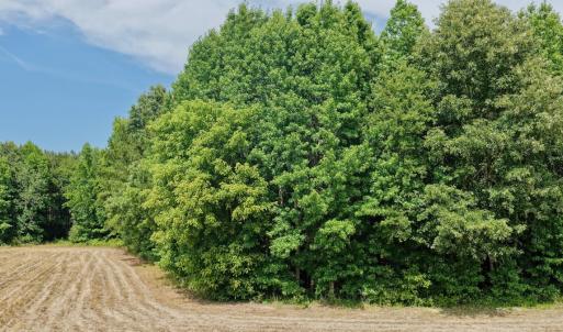 Photo #12 of Off of Republican RD, Windsor, NC 3.8 acres