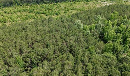 Photo #16 of Off of Republican RD, Windsor, NC 3.8 acres