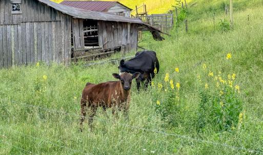 Photo #33 of 453 Long Hollow Rd, Cleveland, VA 103.2 acres