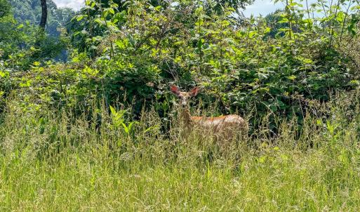 Photo #48 of 453 Long Hollow Rd, Cleveland, VA 103.2 acres