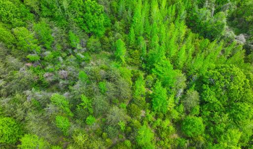 Photo #14 of Off of Pentecost Road, Cedar Grove, NC 23.3 acres