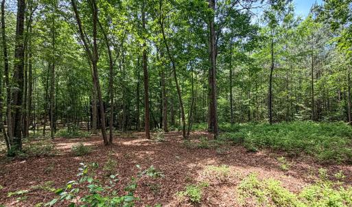 Photo #21 of 9013 Southampton Pkwy, Drewryville, VA 17.5 acres