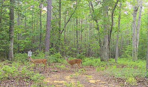 Photo #22 of 9013 Southampton Pkwy, Drewryville, VA 17.5 acres