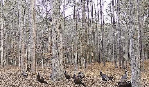 Photo #23 of 9013 Southampton Pkwy, Drewryville, VA 17.5 acres