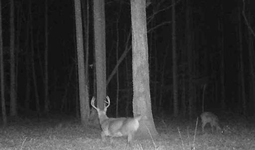 Photo #24 of 9013 Southampton Pkwy, Drewryville, VA 17.5 acres