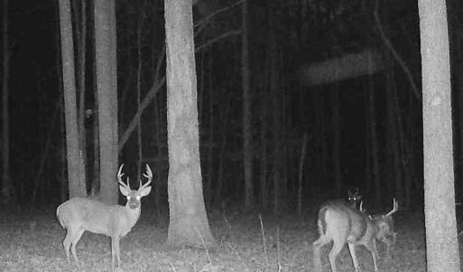 Photo #25 of 9013 Southampton Pkwy, Drewryville, VA 17.5 acres