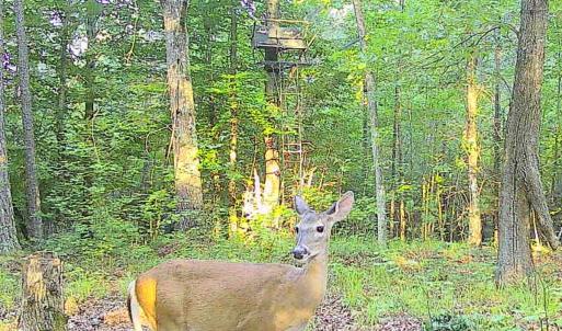 Photo #70 of 9013 Southampton Pkwy, Drewryville, VA 17.5 acres