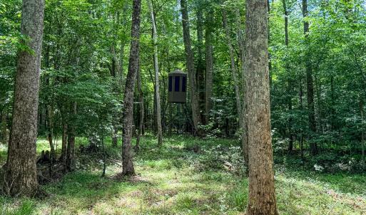 Photo #71 of 9013 Southampton Pkwy, Drewryville, VA 17.5 acres