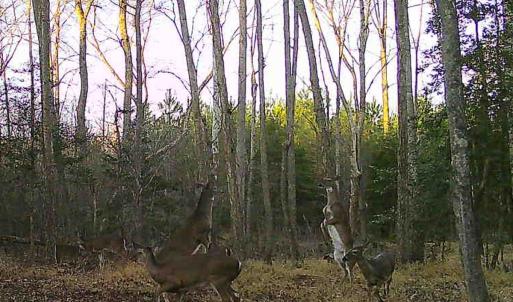 Photo #74 of 9013 Southampton Pkwy, Drewryville, VA 17.5 acres