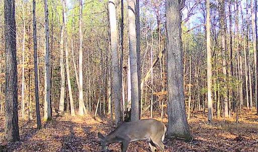 Photo #80 of 9013 Southampton Pkwy, Drewryville, VA 17.5 acres