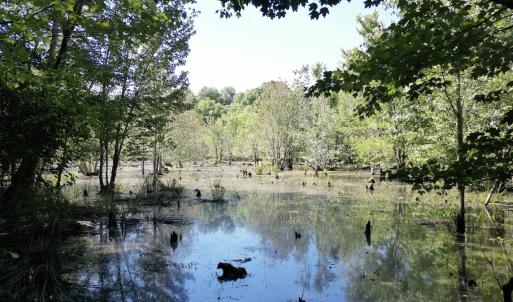 Photo #19 of Off of Heathsville RD, Enfield, NC 37.2 acres