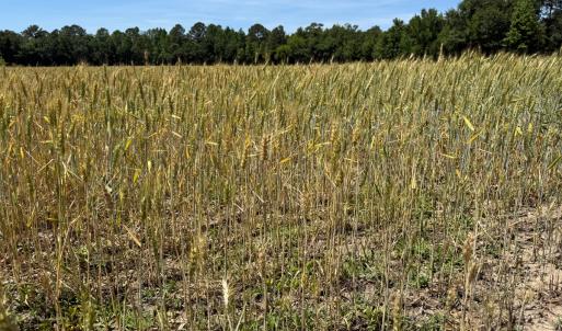 Photo #20 of Off of Barker Ten Mile Rd, Lumberton, NC 0.5 acres