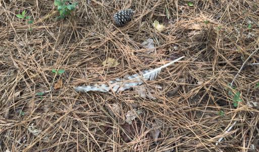 Photo #29 of Off Mt Pleasant Church Road, Manson, NC 12.6 acres