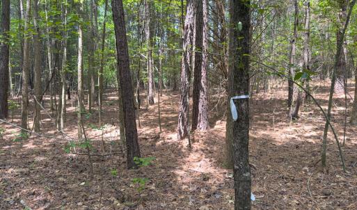 Photo #35 of Off Mt Pleasant Church Road, Manson, NC 12.6 acres
